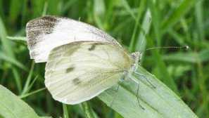 Борба против caterpillars во градината и градината